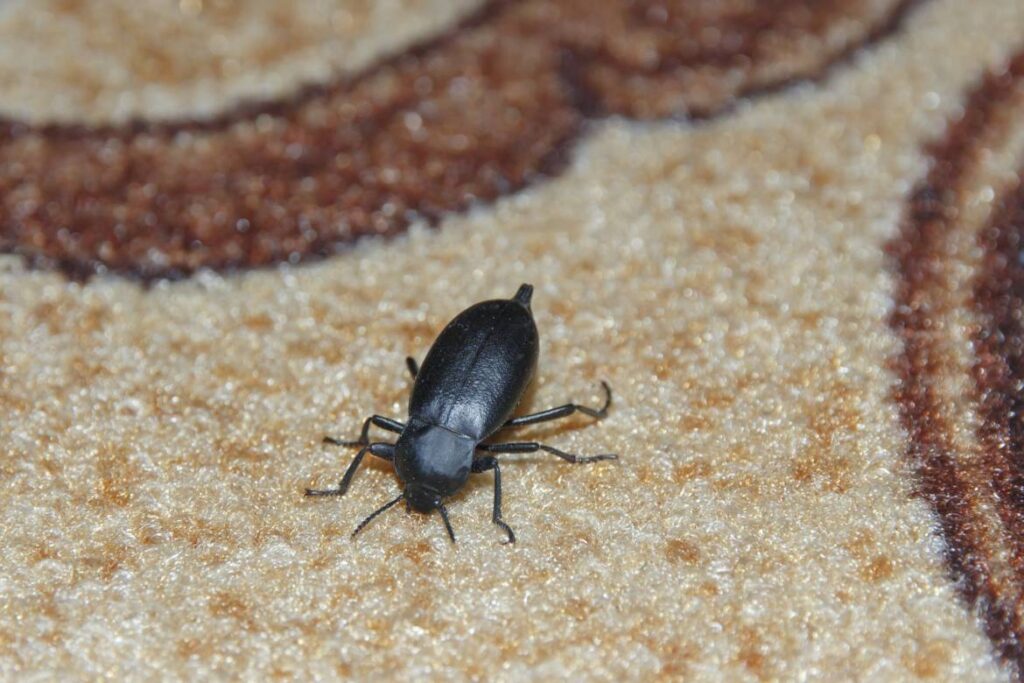 Tips Carpet Beetle Removal