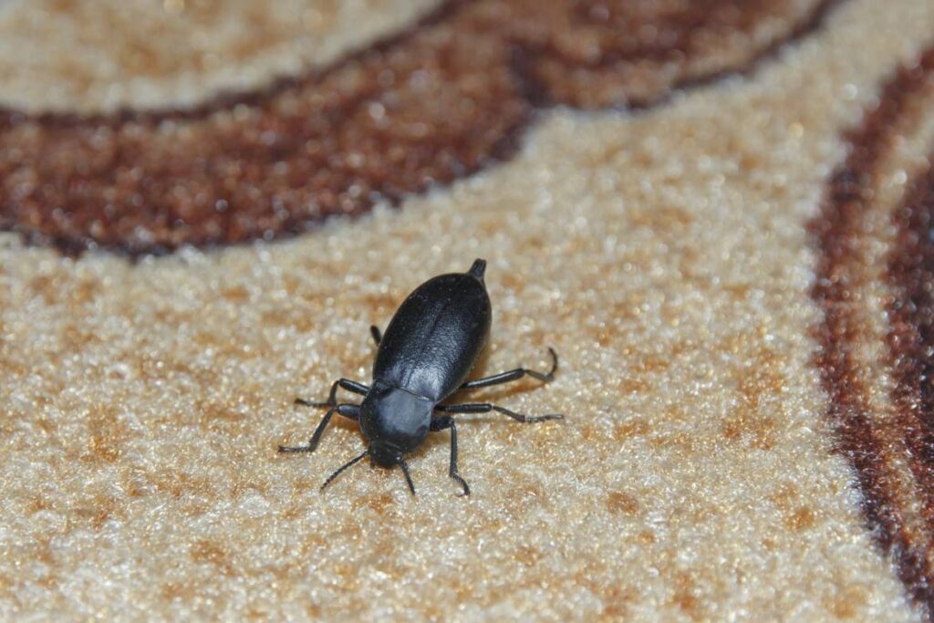 Do Carpet Beetles Take Flight? My Own Tale! - Carpet Cleaning Force