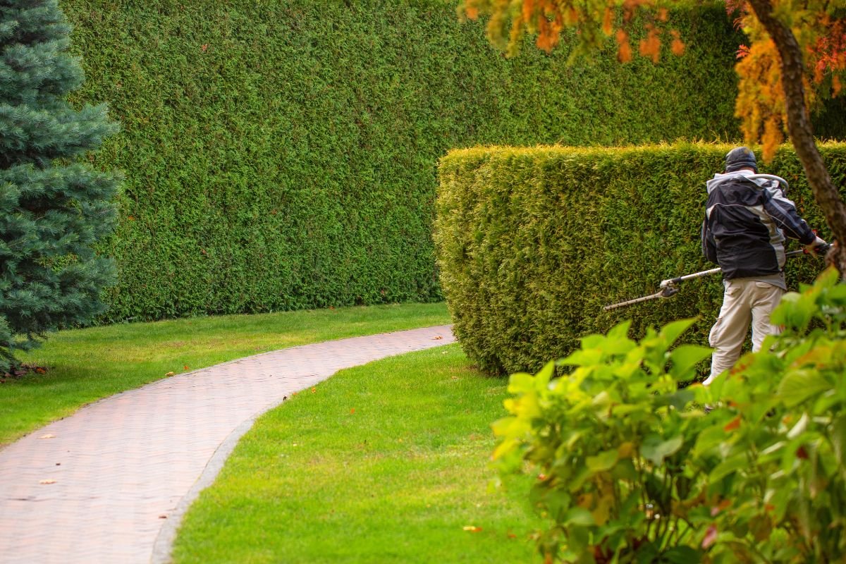 How Much Does Hedge Trimming Cost? Budgeting for Your Garden’s Needs