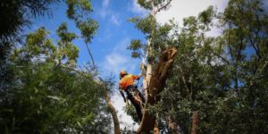 Top Tree Removal Blue Mountains Services for Safe Removal