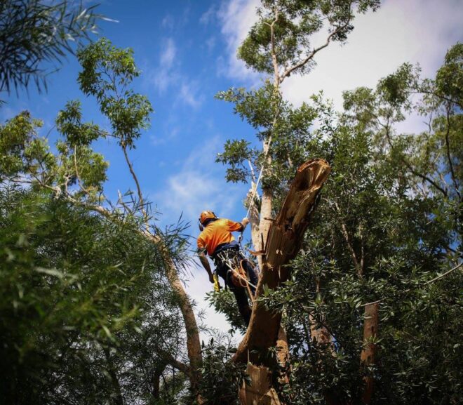 Top Tree Removal Blue Mountains Services for Safe Removal