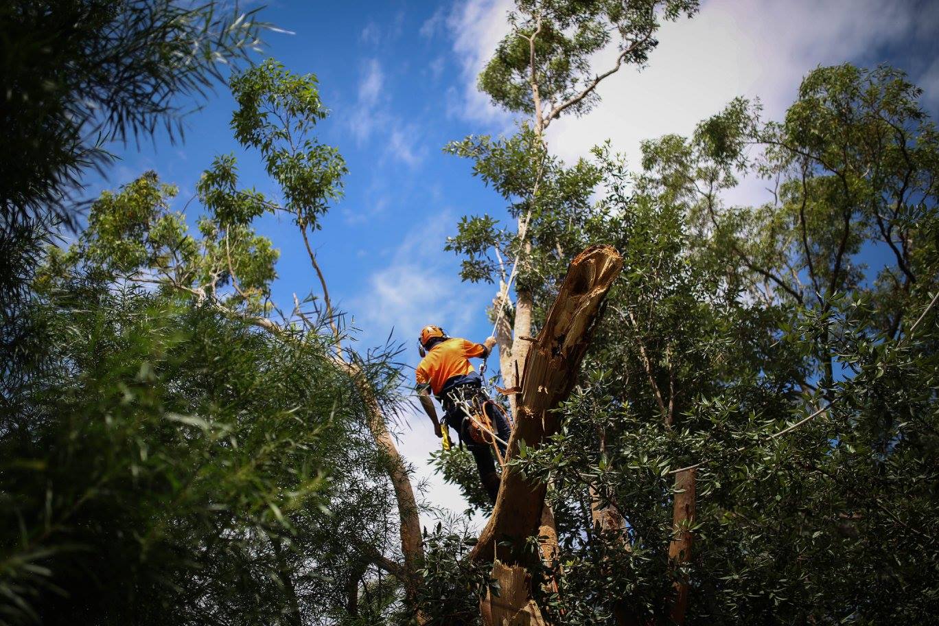 tree removal blue mountains