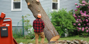 Choosing the Right Tree Removal Inner West Service