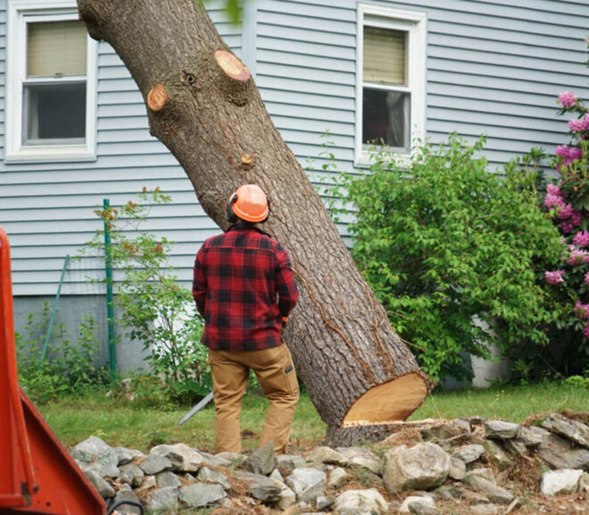 Choosing the Right Tree Removal Inner West Service