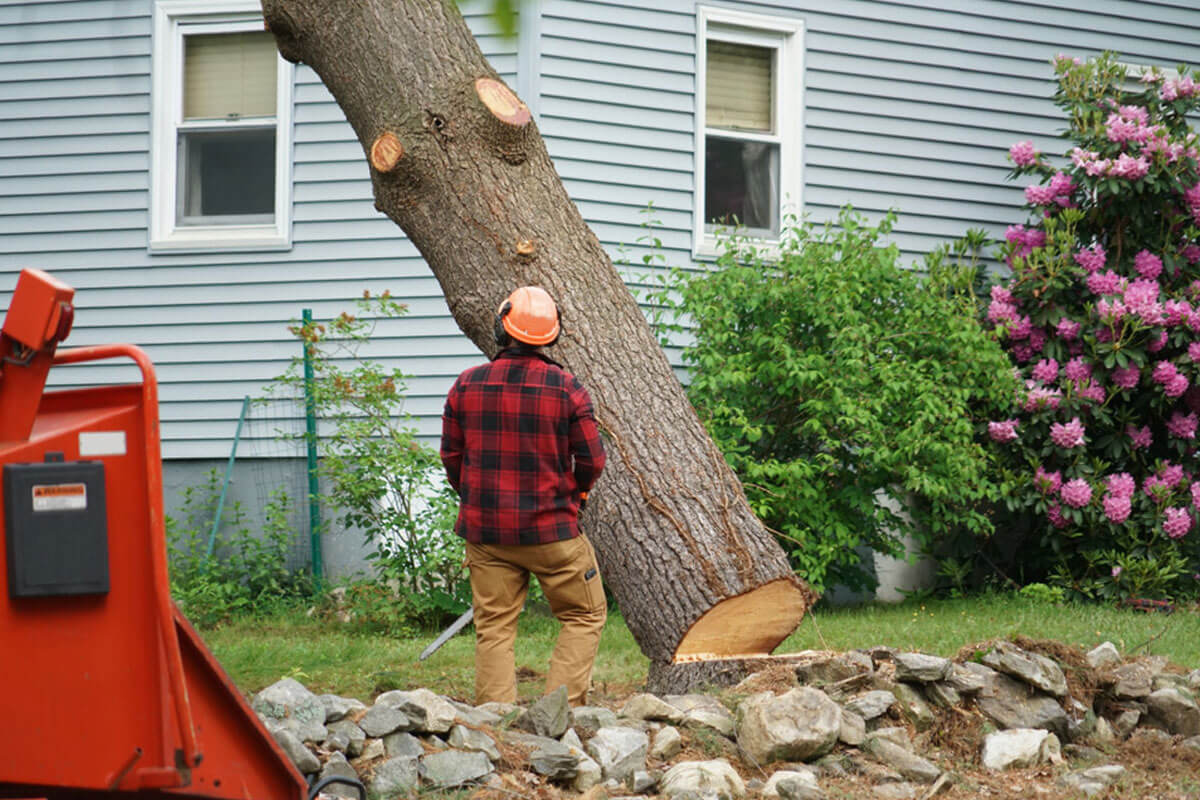 tree removal inner west