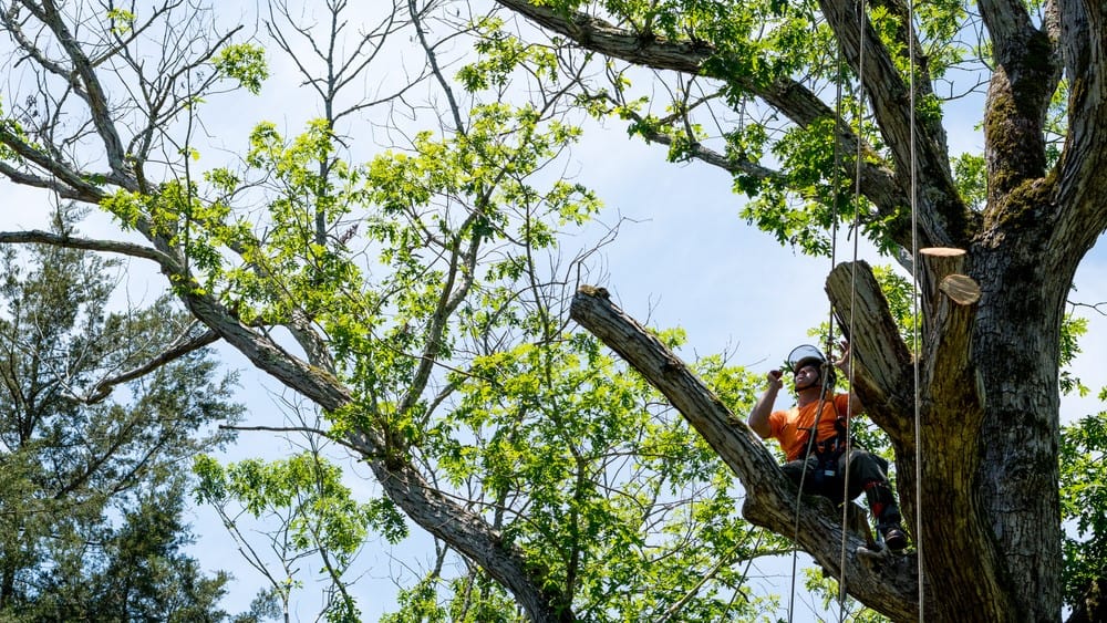 tree removal blue mountains