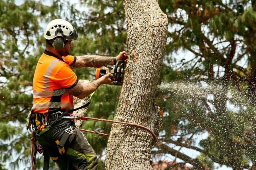 tree removal blue mountains