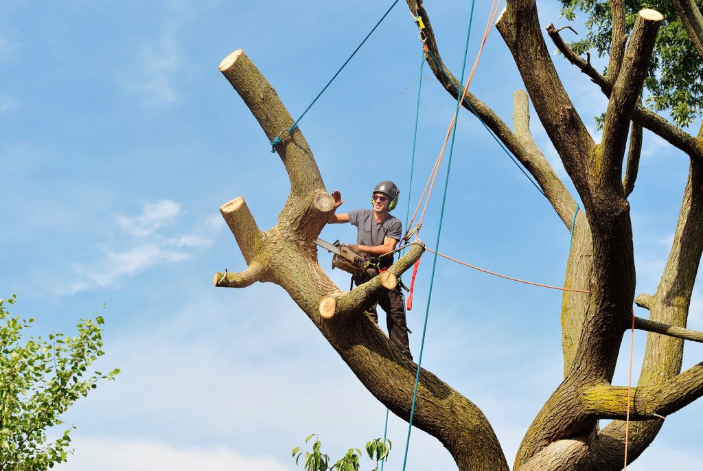 tree removal inner west