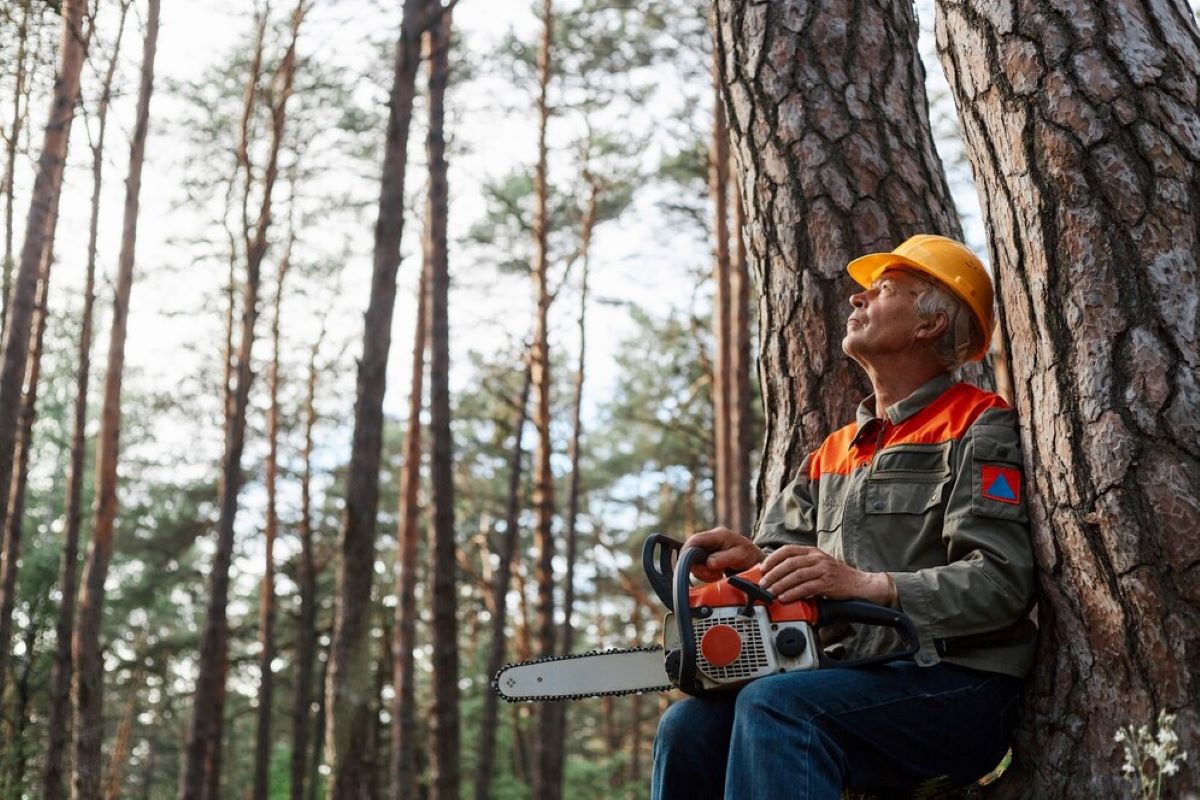 Arborist Sydney Inner West: Local Tree Care Experts