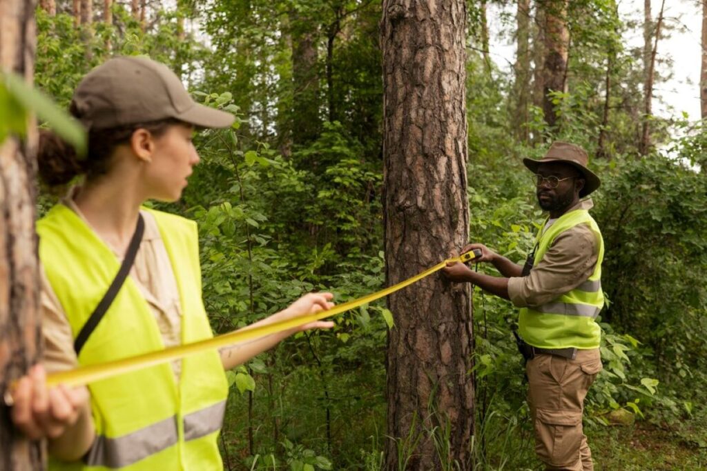 consulting arborist sydney