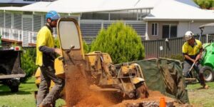 How to Choose the Best Stump Grinding Near Me