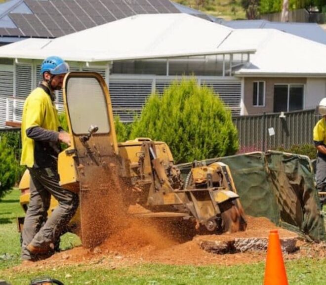 How to Choose the Best Stump Grinding Near Me