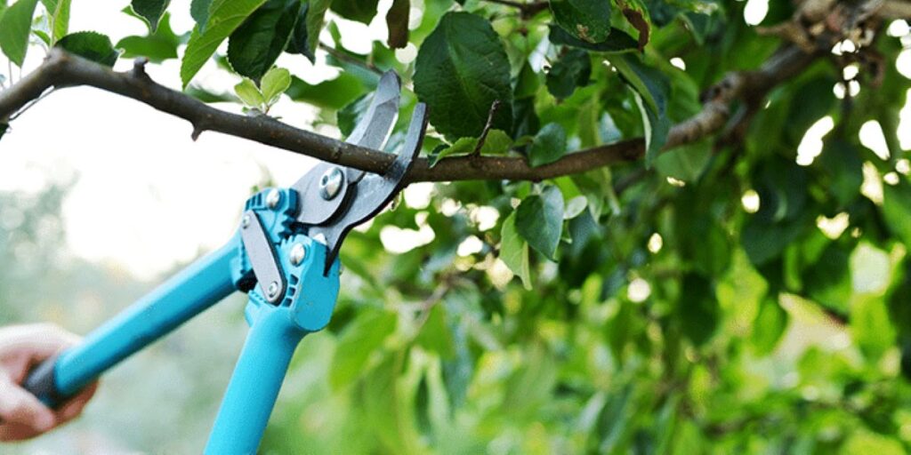 Tree Pruning Services Near Me