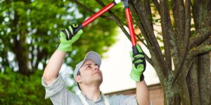 5 Questions to Ask When Booking Tree Pruning Services Near Me