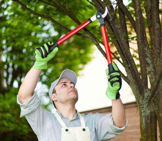 5 Questions to Ask When Booking Tree Pruning Services Near Me