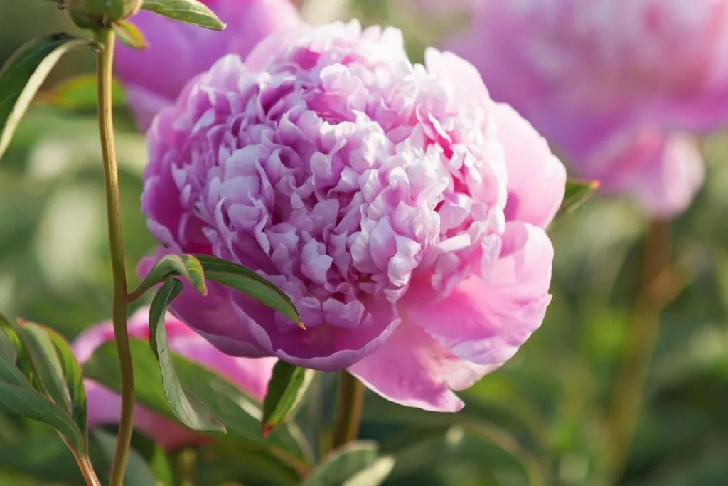 Peonies: Everything Sydney Flower Lovers Should Know


