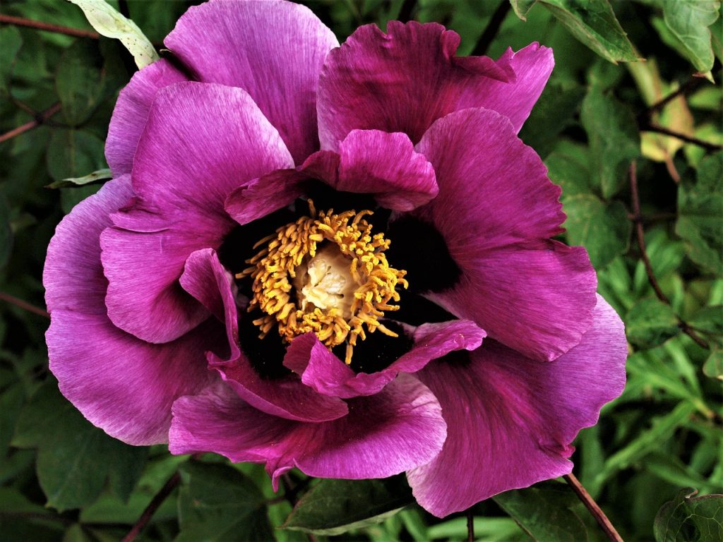Peonies: Everything Sydney Flower Lovers Should Know

