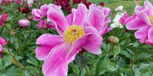 Peonies: Everything Sydney Flower Lovers Should Know