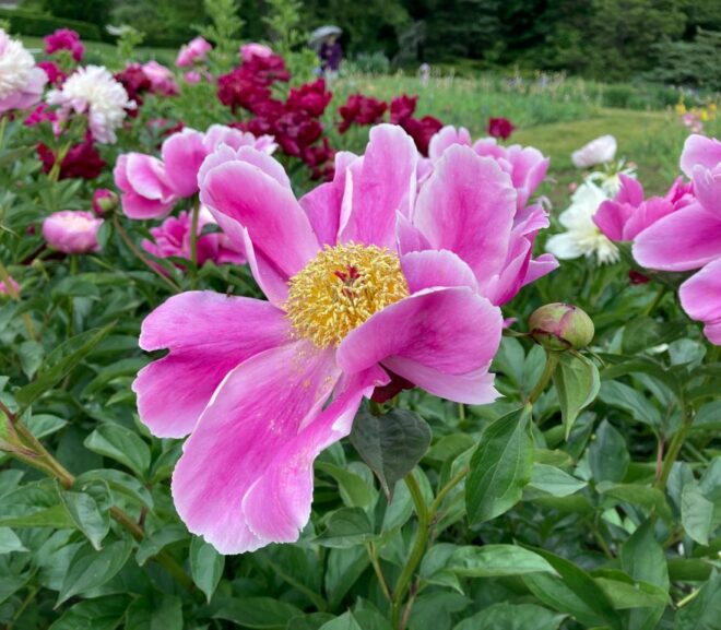 Peonies: Everything Sydney Flower Lovers Should Know
